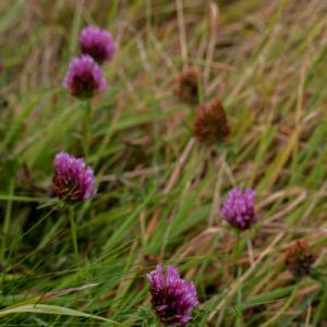 red clover3