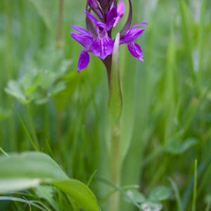 southern marsh orchid2
