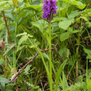 southern marsh orchid3