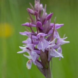 southern marsh orchid7