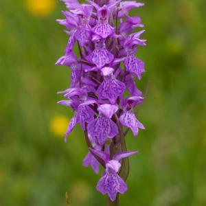 southern marsh orchid8