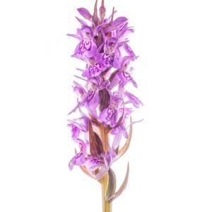 variant marsh orchid head