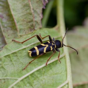 wasp beetle clytus arietis