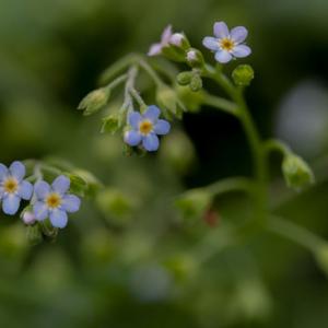 waterforget me not2
