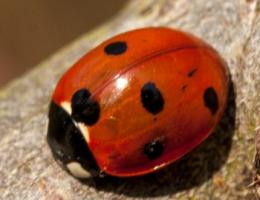 1403 ladybird