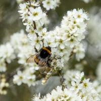 1403 bee on blackthorn blossom3