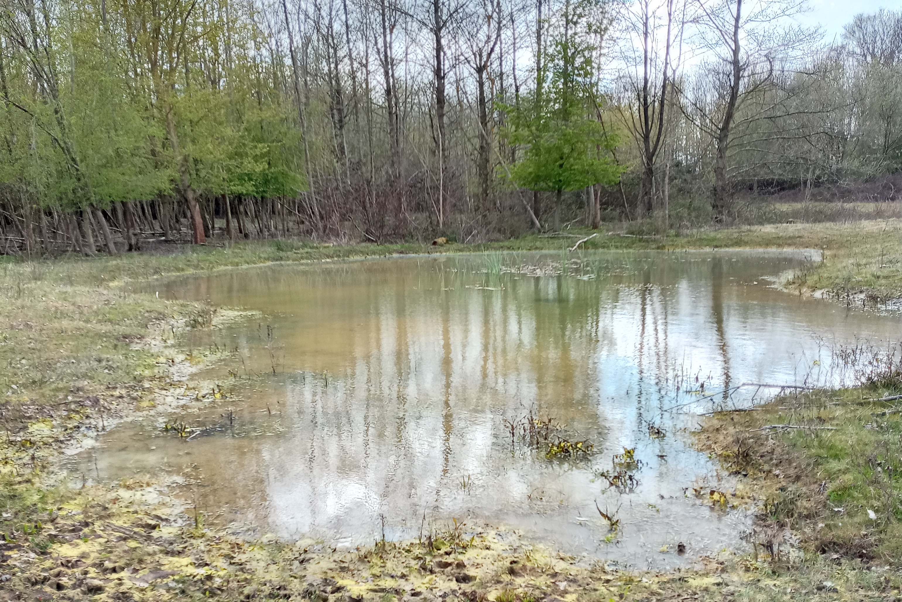 Wildlife value of Orchid Glade's ponds