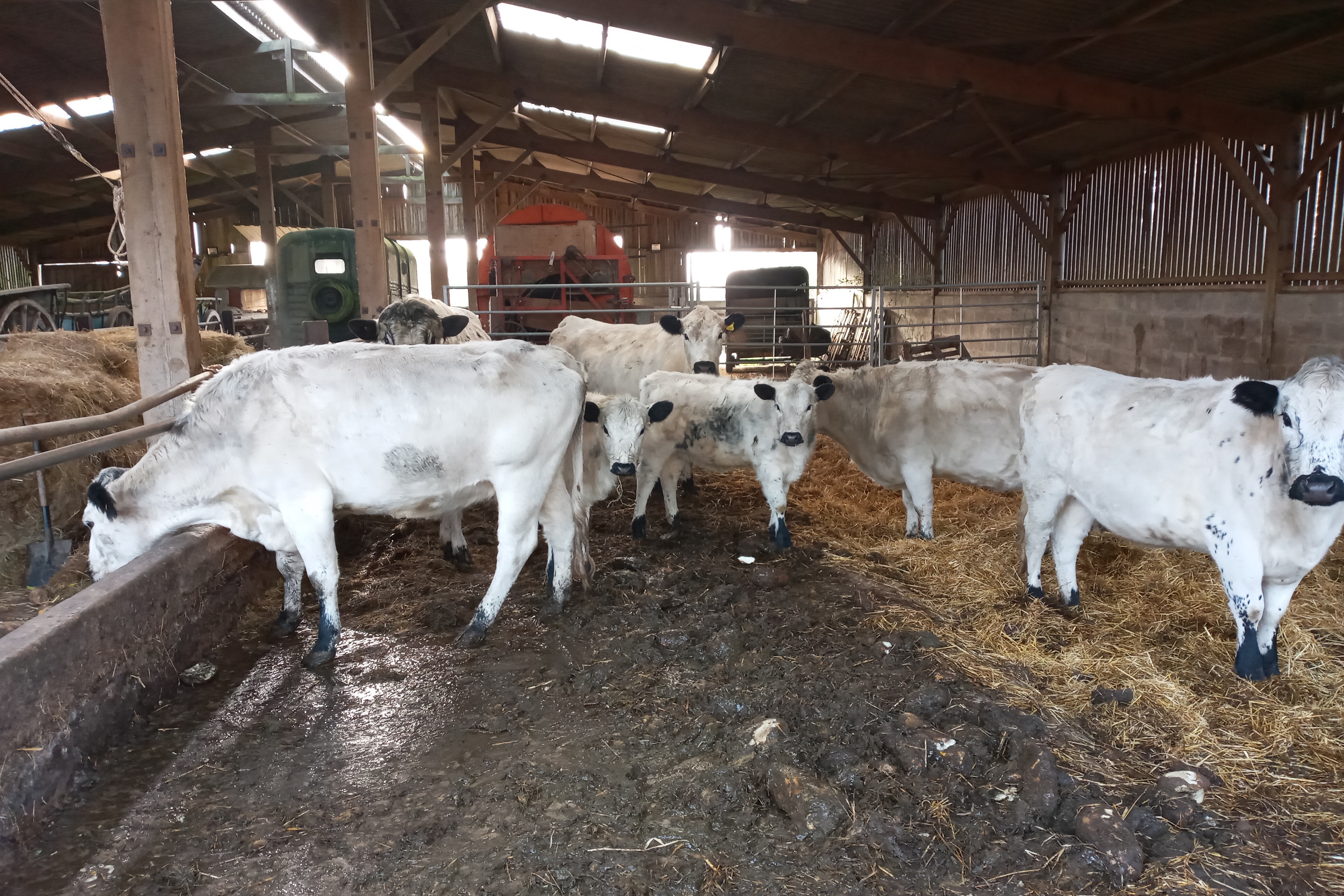 Cattle news at Christmas
