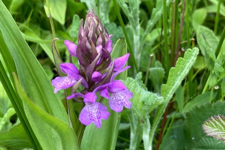 Southern Marsh Orchids at Orchid Glade