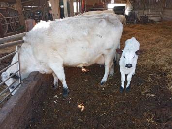 220321 Shilling2nd calf C