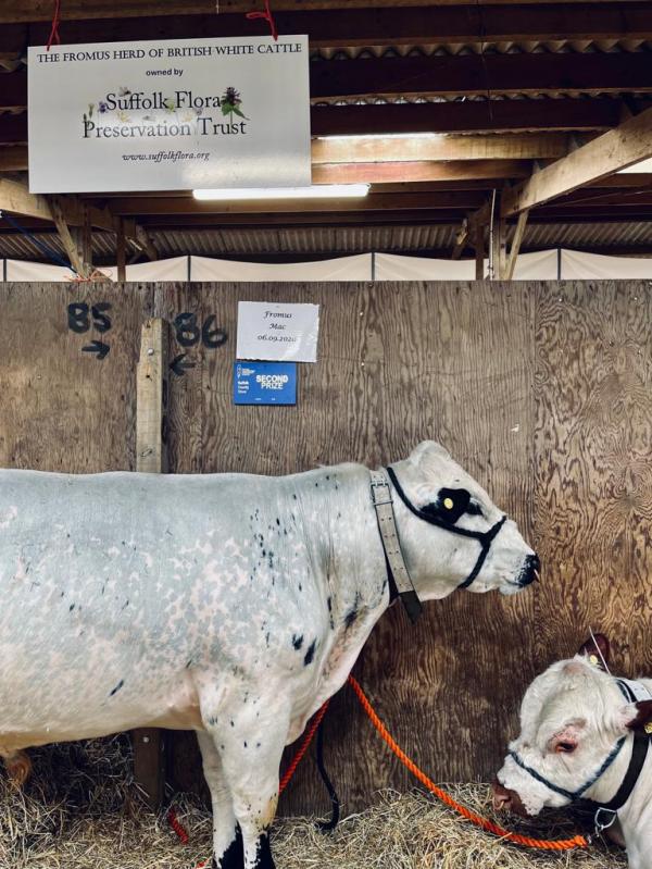 220601 Mac and Reuben bull calves