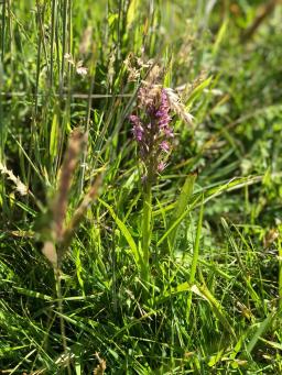 Southern marsh orchid at Fromus