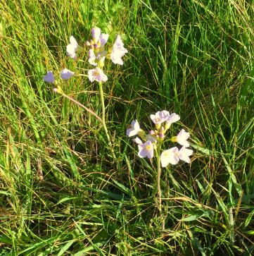 Mere Meadow cuckoo flowers IMG 3366