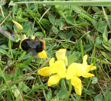 Red tailed bumblebee on birds foot trefoil P1020620